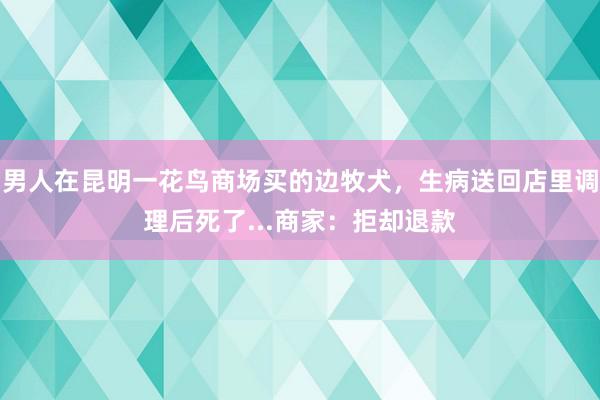 男人在昆明一花鸟商场买的边牧犬，生病送回店里调理后死了...商家：拒却退款